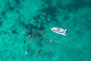 Protecting Dolphins in the Red Sea | Responsible Dolphin Tourism